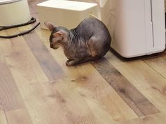 -袖虎·猫馆(体育西路店)