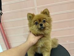 -FAELING PETS美天灵宠物(合生汇店)