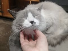 -浣熊柯尔鸭土拨鼠·电玩咖