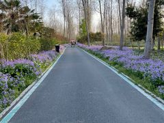 -合肥滨湖国家森林公园