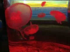 -重庆欢乐海底世界