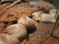 -Zoolung Zoolung动物主题公园(海信广场店)