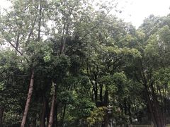 -重庆市江北嘴中央商务区中央公园