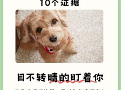 -御宝贝·A梦猫科宠物医院(国际猫友好医院)
