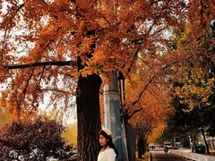 -三里屯东五街银杏大道