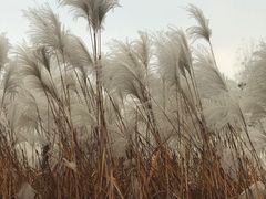 -梁鸿国家湿地公园