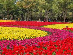 -大宁郁金香公园-停车场