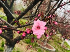 -丰台花园