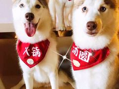 -Husky Go! 哈士奇体验馆·宠物咖啡厅狗咖