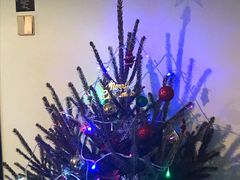 -ZING鲸鱼啤酒(葡萄院店)