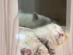 -屋虎猫馆(宝安大仟里店)