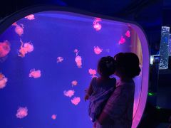 -芜湖新华联大白鲸海洋公园