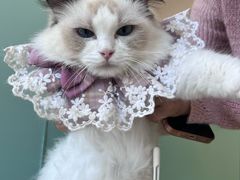 -怪兽屋·羊驼·猫咖·狗咖(俊华广场店)