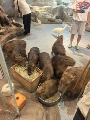 -Zoolung Zoolung动物主题公园(海信广场店)