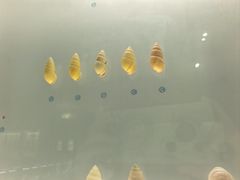 -青岛贝壳博物馆