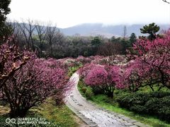 -梅花山(明孝陵内)