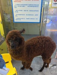 -神奇动物撸宠馆·羊驼·小浣熊·异宠(豫园店)