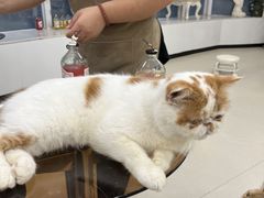 -共舞时光猫咖·狗咖(新街口店)