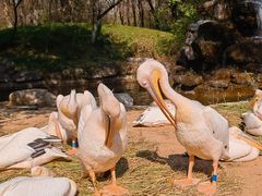 -北京野生动物园