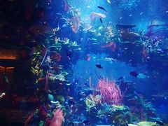 -迪拜帆船酒店海底餐厅