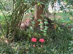 -中国科学院西双版纳热带植物园