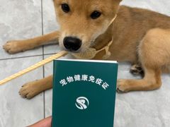 -瑞派雷欧宠物医院·24h夜诊·心脏骨科牙科·全科重症转诊中心(无影山店)