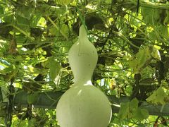 -姥家大锅台水库渔家