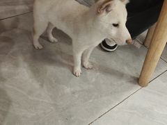 -柴犬小屋·柴餐厅·狗咖食堂(金鼎广场店)