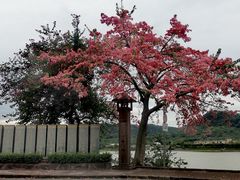 -风云岭森林公园