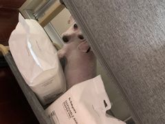 -宠物星动物医院·眼科·异宠·猫科(江南大道总院)