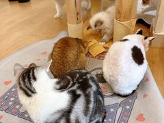 -有喵·猫咖·狗咖·30几只猫10只小狗(岗厦店)