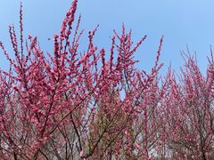 -花开海上生态园
