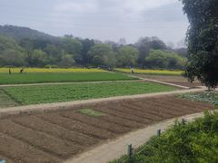 -八卦田遗址公园