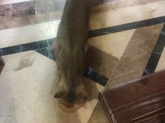 -猫色咖啡·猫咖