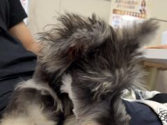 -创凡宠物医院·骨专科  猫科中心(西乡分院)