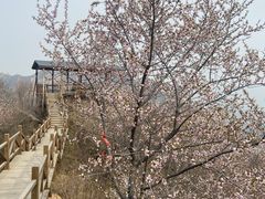 -大岭沟猕猴桃谷风景区