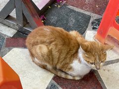 -光明刘冰乳鸽店(光明法政北路店)