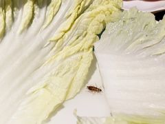 大白菜-青瓷火锅料理(西单大悦城店)
