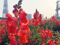 -海心沙亚运公园