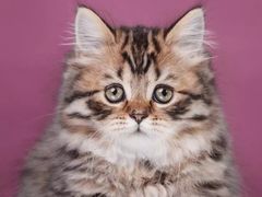 葱油饼-金八仙酒店