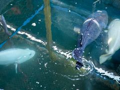-蓝湾碧波·老字号·疍家非遗海上餐厅