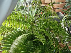 -桂林市花鸟市场