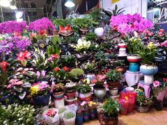 -大自然花鸟鱼虫市场