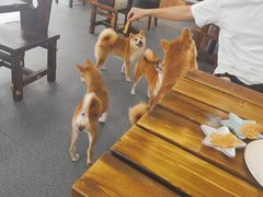 -柴源莊·柴小宠柴犬咖啡