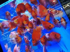 -姜君·千岛湖鱼头馆(浦东大道店)