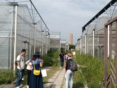 -上海菊园樱桃研究所