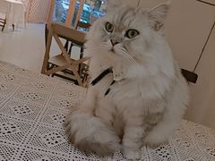 -猫友咖啡店(玉林西路店)