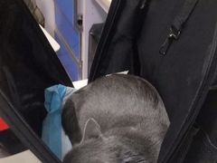 -西安京西宠物医院·瘫痪·疑难杂症