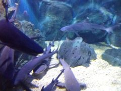 -烟台海昌鲸鲨海洋公园