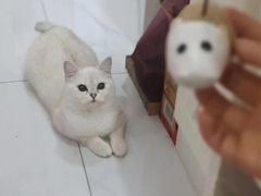 -东方名猫馆·英短金渐层布偶猫舍(环线广场1号楼店)